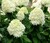 Гортензия Метельчатая "Grandiflora Грандифлора"